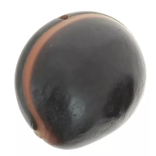 Ojo de buey sudamericano semilla 30 mm Natural x 1