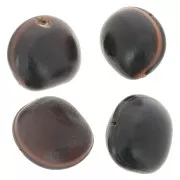 Ojo de buey sudamericano semilla 30 mm Natural x 1