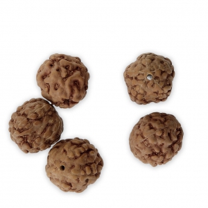 Cuentas Rudraksha naturales lágrimas de Shiva 10 mm x10