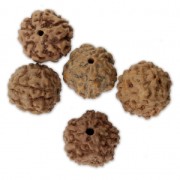 Cuentas Rudraksha naturales lágrimas de Shiva 14 mm  x10|raw }}