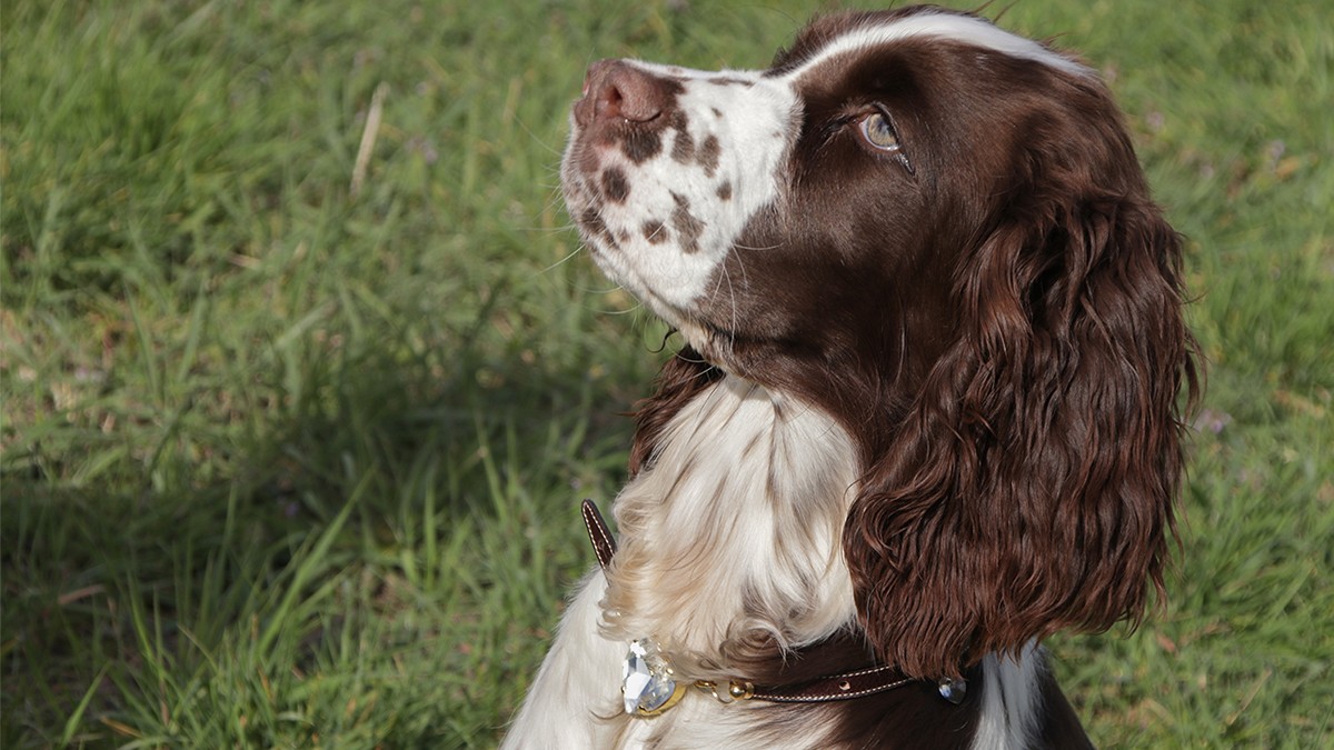 DIY Collar de perro : Cordón de cuero y cristales