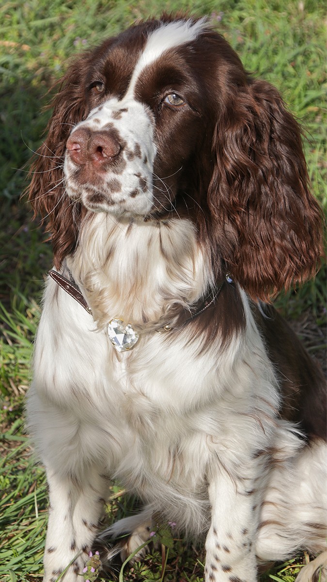 Esquema DIY Collar de perro : Cordón de cuero y cristales Esquema DIY Collar de perro : Cordón de cuero y cristales