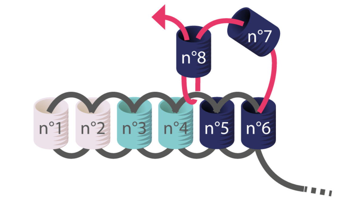 Miyuki Herringbone Earrings tutorial para aprender Brick Stitch : Paso 3
