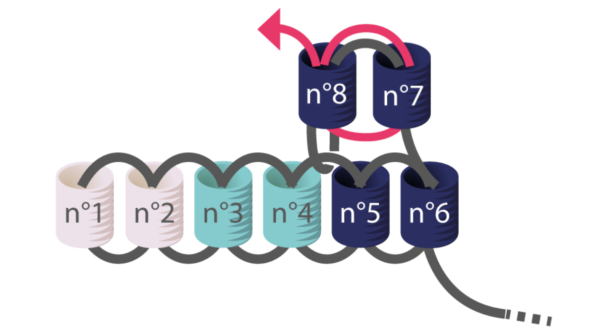 Miyuki Herringbone Earrings tutorial para aprender Brick Stitch : Paso 4