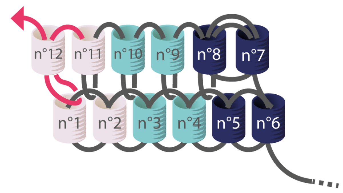 Miyuki Herringbone Earrings tutorial para aprender Brick Stitch : Paso 5