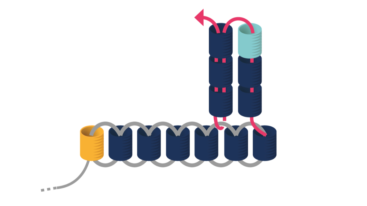 Pendientes Miyuki Punto de Ladrillo Triple : Paso 4 Pendientes Miyuki Punto de Ladrillo Triple : Paso 4