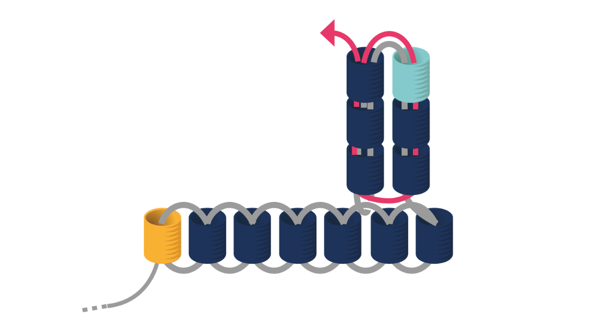 Pendientes Miyuki Punto de Ladrillo Triple : Paso 5 Pendientes Miyuki Punto de Ladrillo Triple : Paso 5