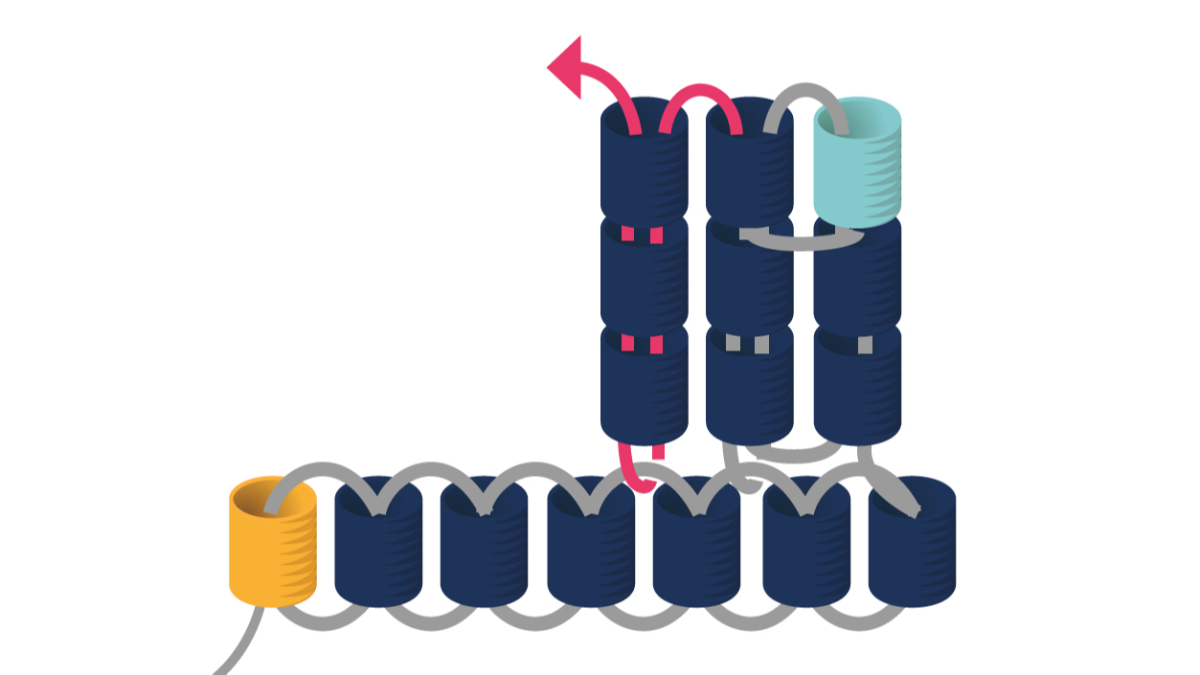 Pendientes Miyuki Punto de Ladrillo Triple : Paso 7 Pendientes Miyuki Punto de Ladrillo Triple : Paso 7