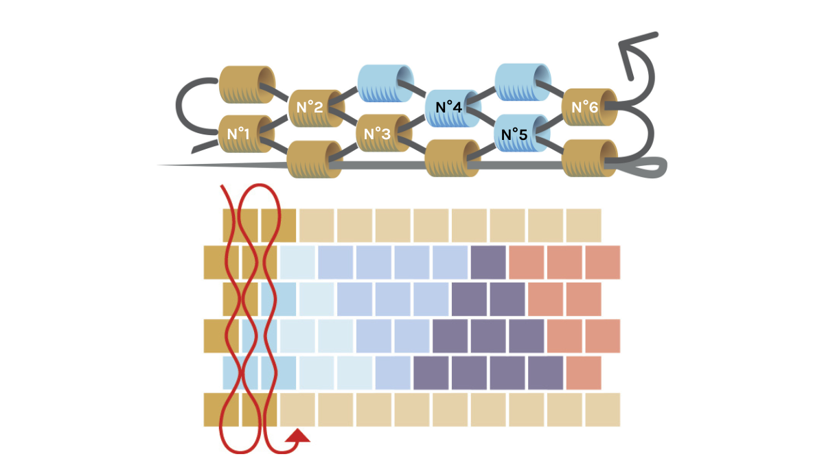 Pulsera triangular con perlas Miyuki 11/0 en par peyote : Paso 5 Pulsera triangular con perlas Miyuki 11/0 en par peyote : Paso 5